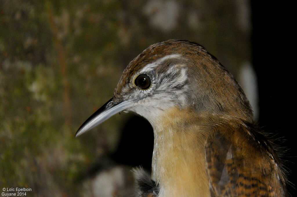 Buff-breasted Wren