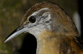 Buff-breasted Wren