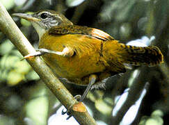 Buff-breasted Wren