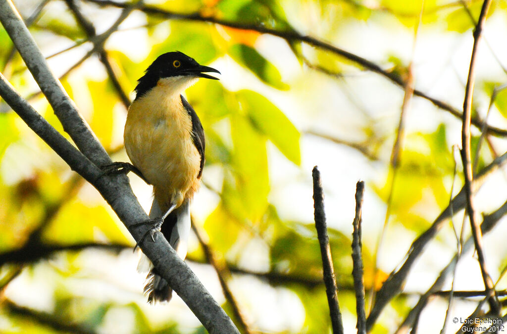 Black-capped Donacobius