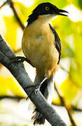 Black-capped Donacobius