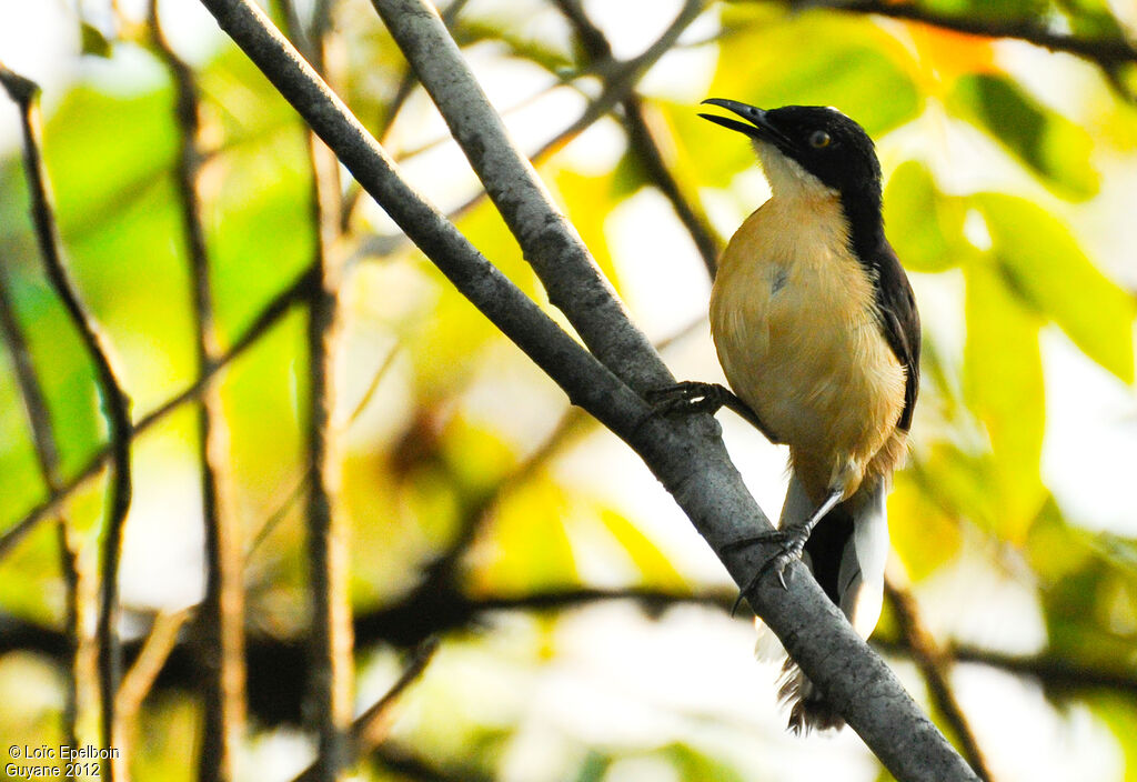 Black-capped Donacobius