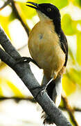 Black-capped Donacobius