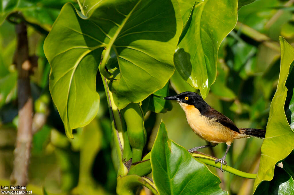 Black-capped Donacobiusadult, habitat