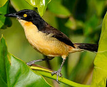 Black-capped Donacobius