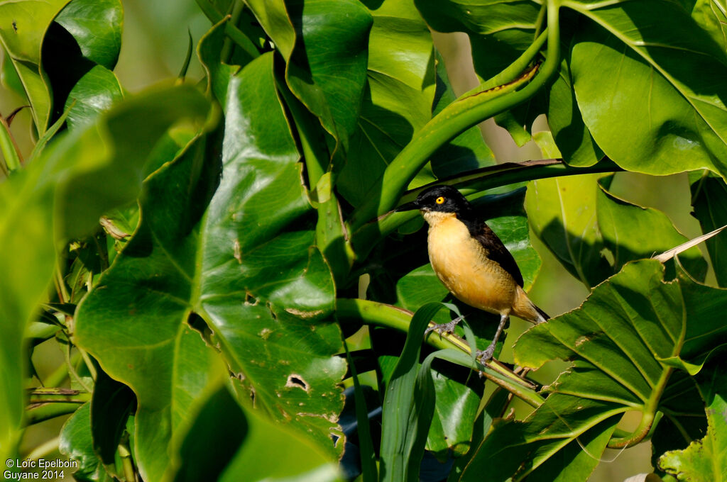 Black-capped Donacobius