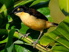 Black-capped Donacobius