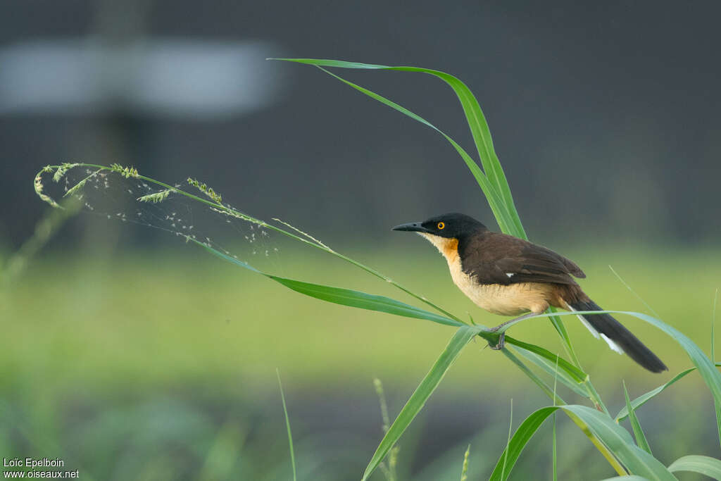 Black-capped Donacobiusadult, identification