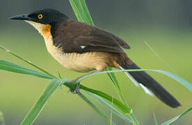 Black-capped Donacobius