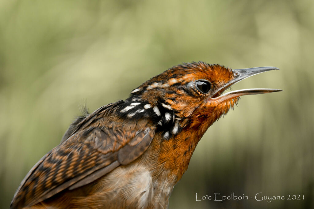 Musician Wren