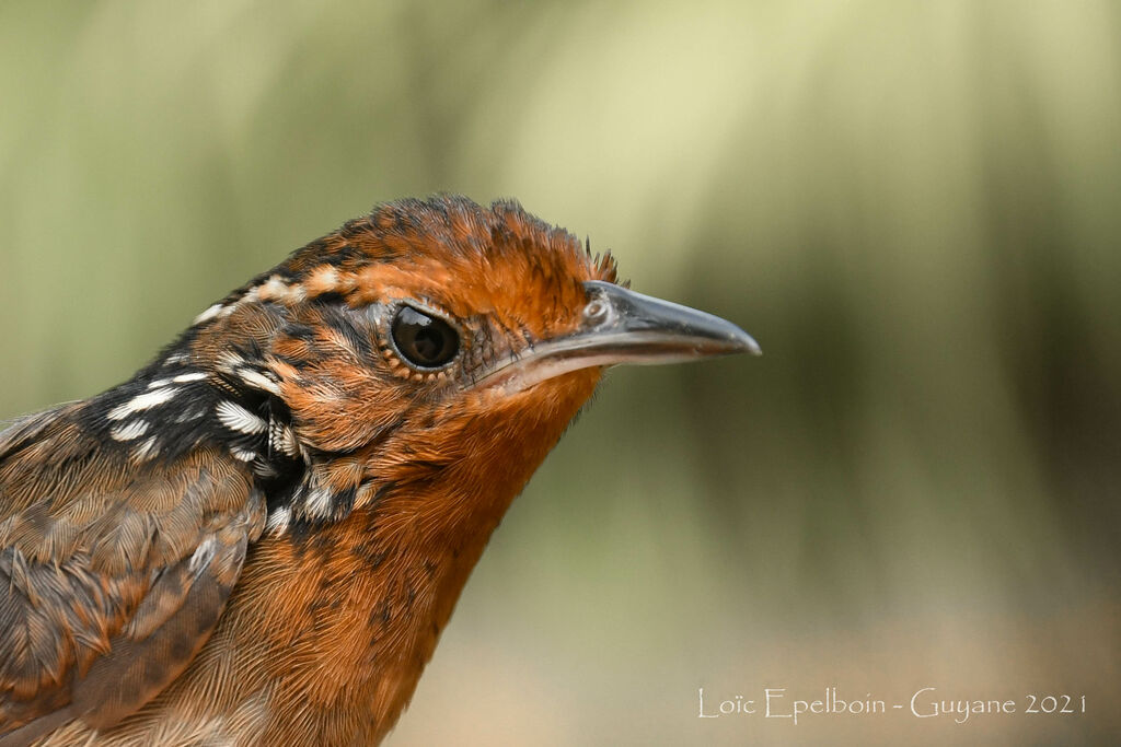 Musician Wren