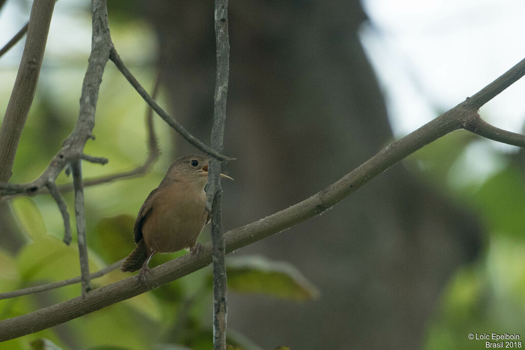 Troglodyte austral