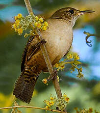 Troglodyte austral