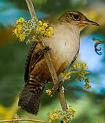 Troglodyte austral