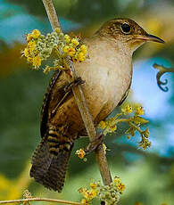 Troglodyte austral
