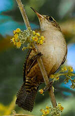 Troglodyte austral