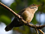 Troglodyte austral