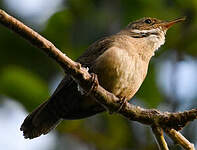 Troglodyte austral