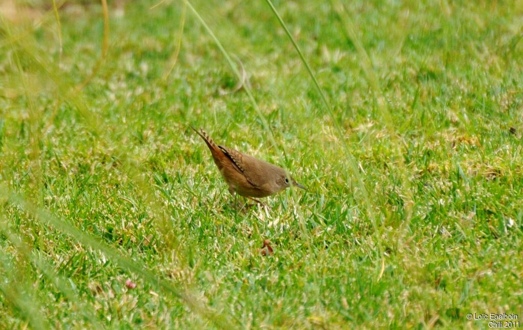 House Wren (musculus)