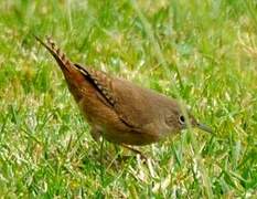 House Wren (musculus)