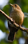 Troglodyte austral