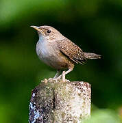 Troglodyte austral