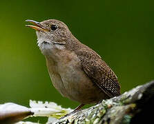 Troglodyte austral