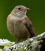Troglodyte austral