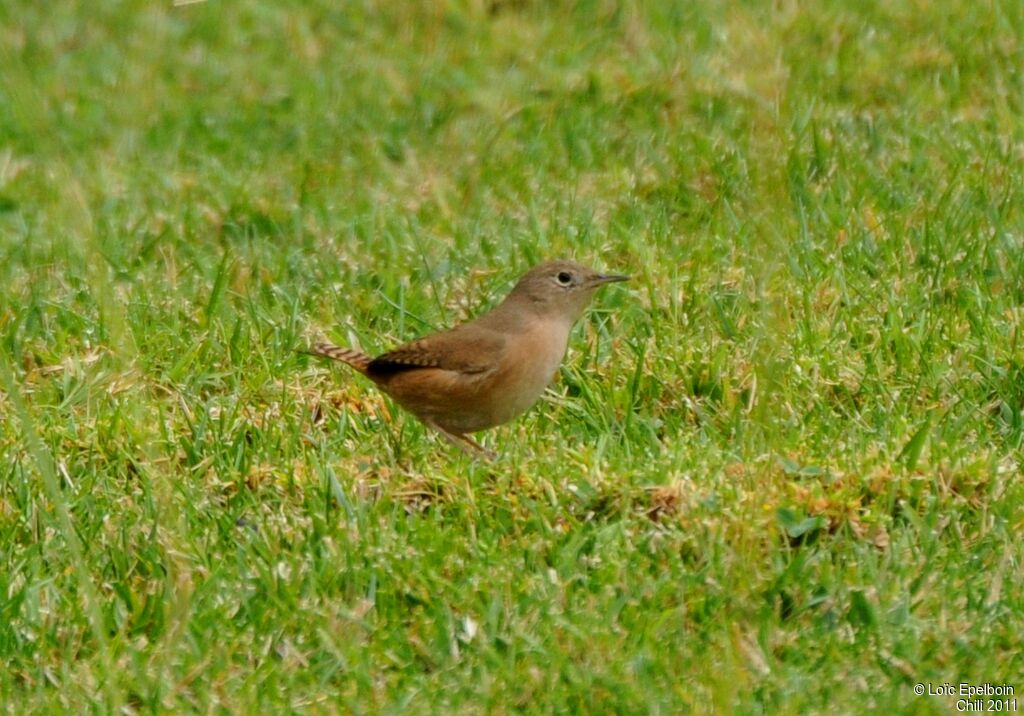 House Wren (musculus)