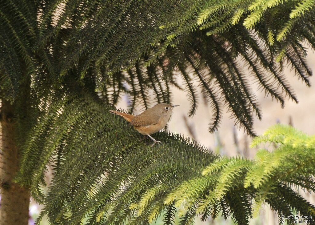 House Wren (musculus)