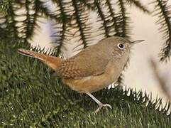 House Wren (musculus)