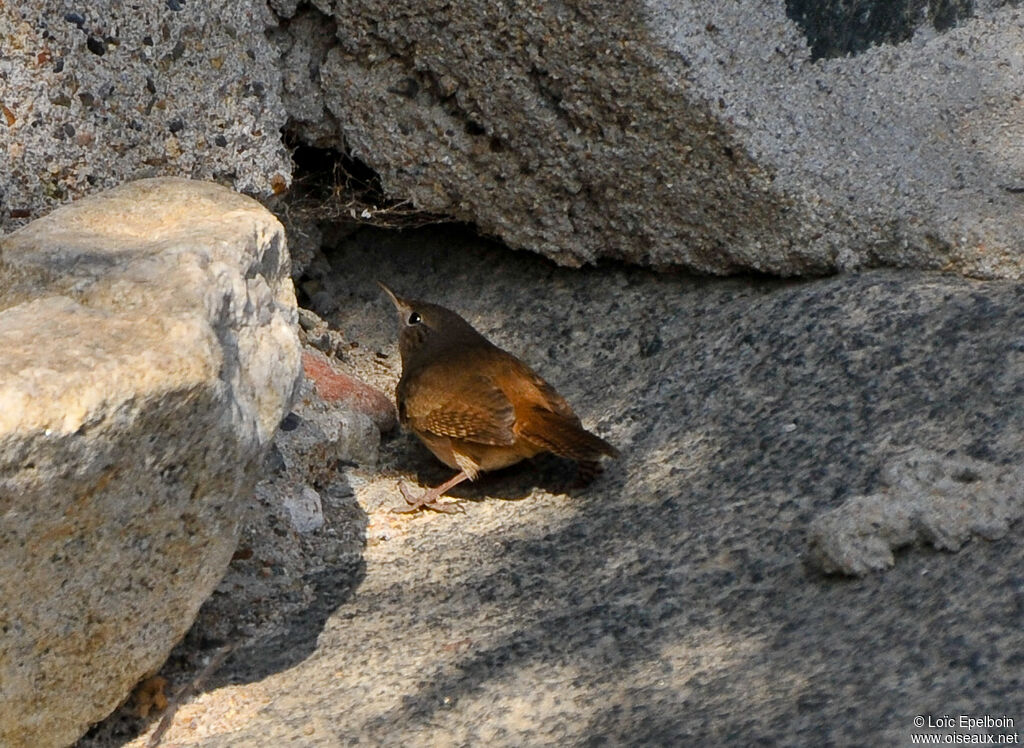 House Wren (musculus)