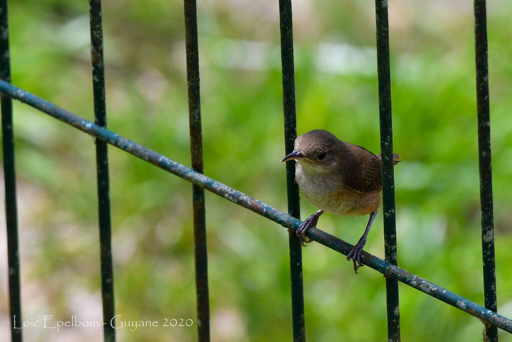 Southern House Wren