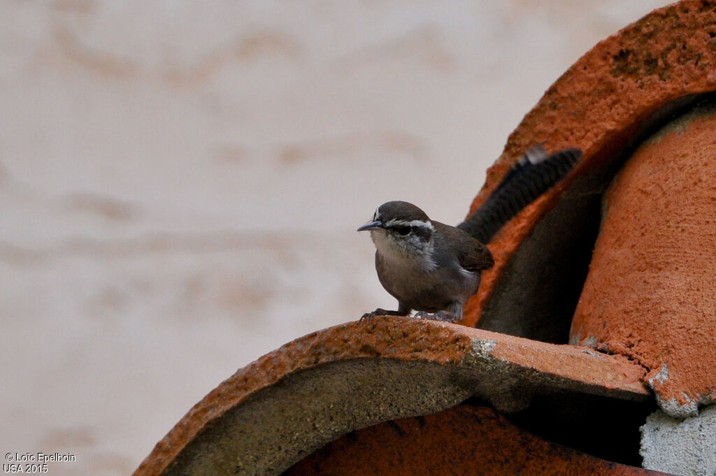 Bewick's Wren