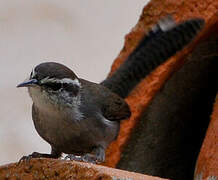 Bewick's Wren