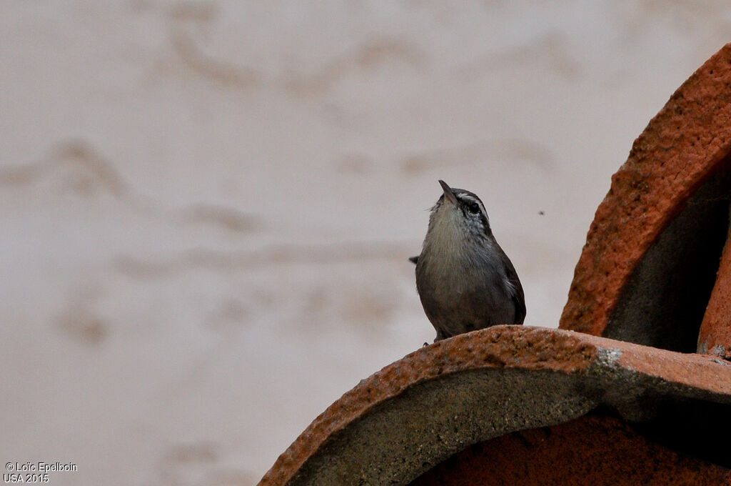 Bewick's Wren