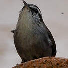 Troglodyte de Bewick