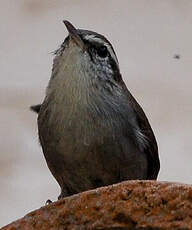 Troglodyte de Bewick