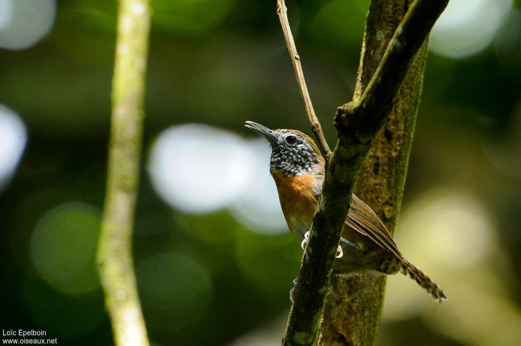 Rufous-breasted Wren