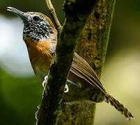 Rufous-breasted Wren