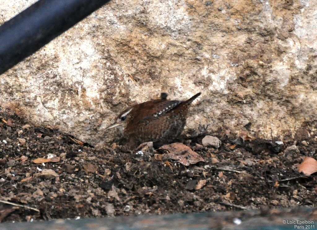 Eurasian Wren