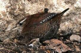 Eurasian Wren