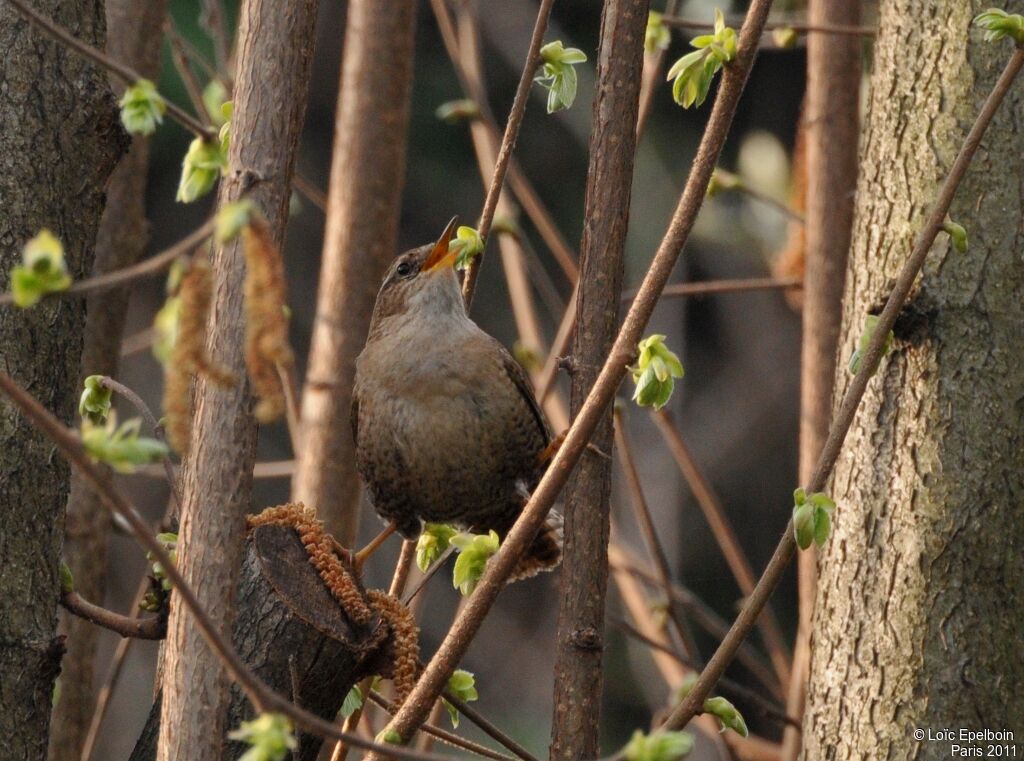 Eurasian Wren