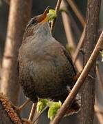 Eurasian Wren