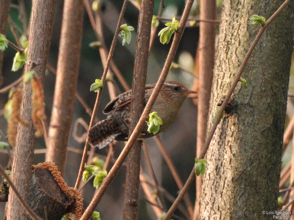 Eurasian Wren