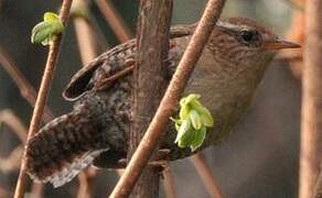 Eurasian Wren