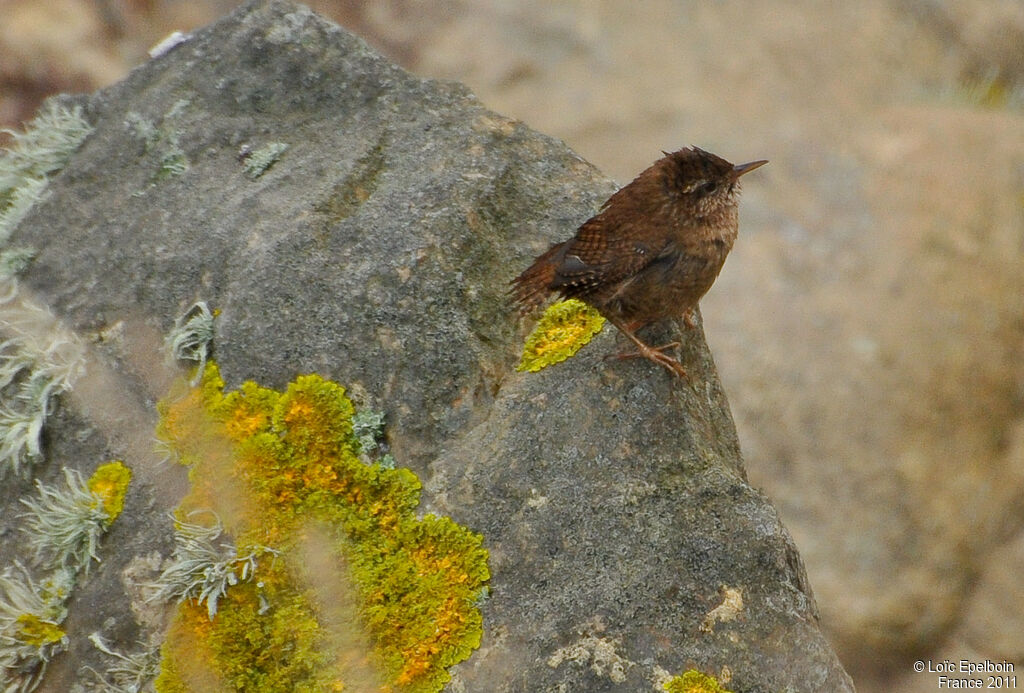 Troglodyte mignon