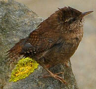 Eurasian Wren