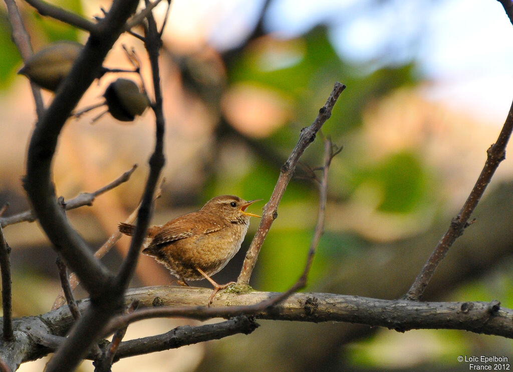 Eurasian Wren