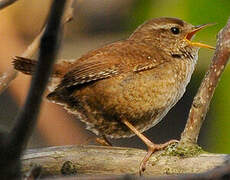 Eurasian Wren